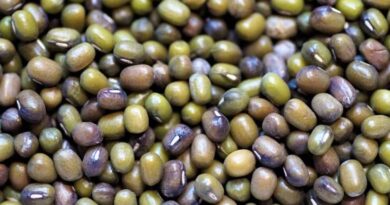 मध्यप्रदेश: किसान मूंग की जगह लगाएं उड़द , सरकार देगी 7800 रुपए समर्थन मूल्य  