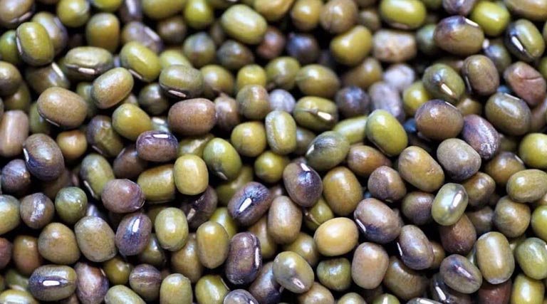 मध्यप्रदेश: किसान मूंग की जगह लगाएं उड़द , सरकार देगी 7800 रुपए समर्थन मूल्य