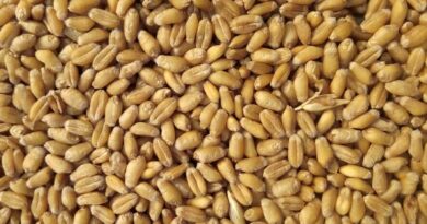 मध्यप्रदेश: इंदौर जिले में समर्थन मूल्य पर एक अप्रैल से शुरू होगी गेहूं खरीदी, 90 उपार्जन केंद्र निर्धारित