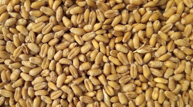 मध्यप्रदेश: इंदौर जिले में समर्थन मूल्य पर एक अप्रैल से शुरू होगी गेहूं खरीदी, 90 उपार्जन केंद्र निर्धारित