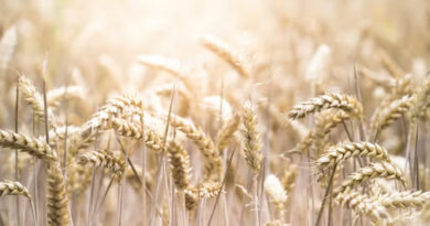 कटनी में रबी उपार्जन केंद्रों के संचालन के लिए महिला स्व-सहायता समूहों से आवेदन आमंत्रित