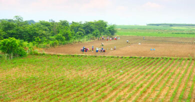 बुरहानपुर जिले में प्राकृतिक खेती सीखाने हेतु 20 क्लस्टरों का गठन बुरहानपुर जिले में प्राकृतिक खेती सीखाने हेतु 20 क्लस्टरों का गठन