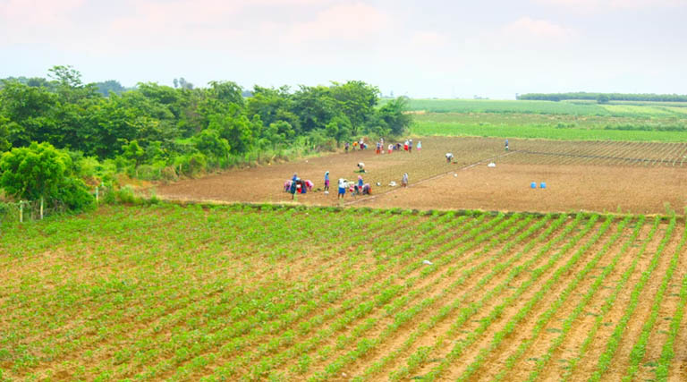 बुरहानपुर जिले में प्राकृतिक खेती सीखाने हेतु 20 क्लस्टरों का गठन