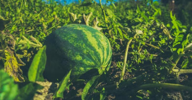 तरबूज की उन्नत खेती: अधिक उत्पादन और बेहतर लाभ