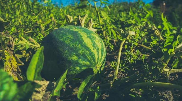 तरबूज की उन्नत खेती: अधिक उत्पादन और बेहतर लाभ