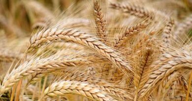 मध्यप्रदेश: 1 अप्रैल से गेहूं उपार्जन शुरू, सीहोर कलेक्टर ने अवैध परिवहन पर सख्त निगरानी के दिए निर्देश  