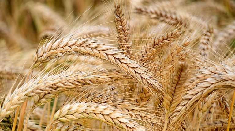 मध्यप्रदेश: 1 अप्रैल से गेहूं उपार्जन शुरू, सीहोर कलेक्टर ने अवैध परिवहन पर सख्त निगरानी के दिए निर्देश  