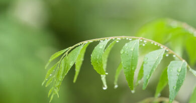 देश के कई हिस्सों में बिगड़ा मौसम: कश्मीर में भारी बारिश-बर्फबारी, मध्य भारत में ओलावृष्टि का खतरा