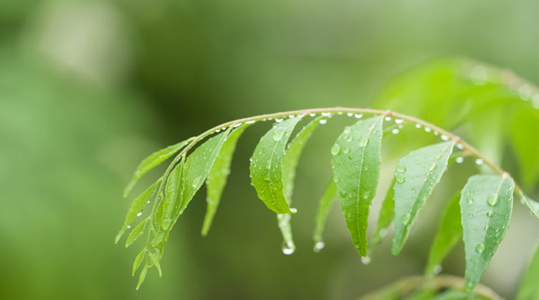 देश के कई हिस्सों में बिगड़ा मौसम: कश्मीर में भारी बारिश-बर्फबारी, मध्य भारत में ओलावृष्टि का खतरा