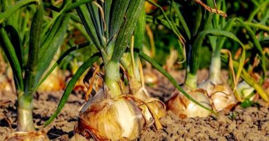 राजस्थान में प्याज के उत्पादन को बढ़ावा, विभाग की यह है महत्वपूर्ण योजना