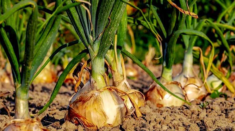 राजस्थान में प्याज के उत्पादन को बढ़ावा, विभाग की यह है महत्वपूर्ण योजना