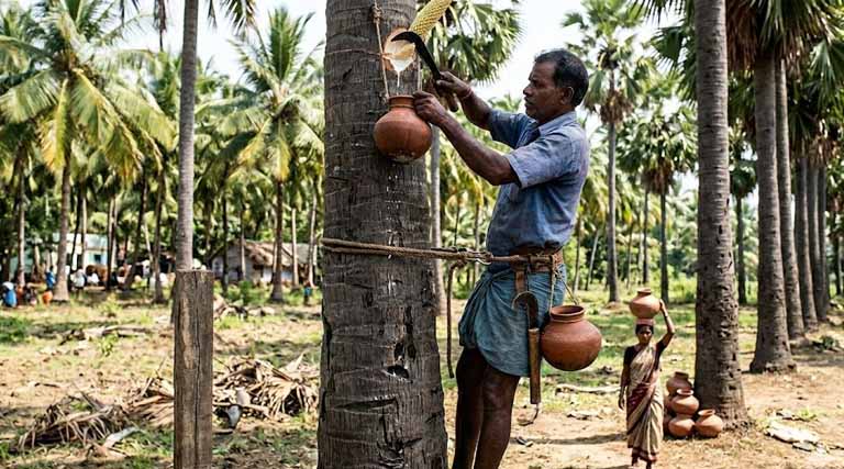ताड़ के पेड़ों से ‘नीरा’ निकालने के लिए लाइसेंस अनिवार्य