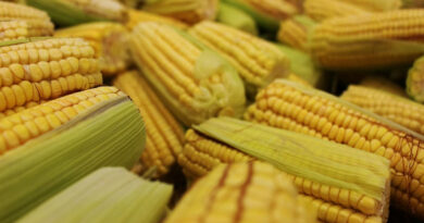 मक्का मंडी रेट (28 मार्च 2026)