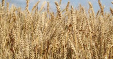 गेहूँ मंडी रेट (28 मार्च 2026)