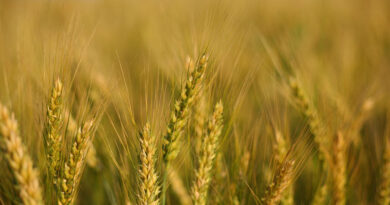 इंदौर संभाग में समर्थन मूल्य पर गेहूं खरीदी का कार्य अब 10 अप्रैल से होगा प्रारंभ