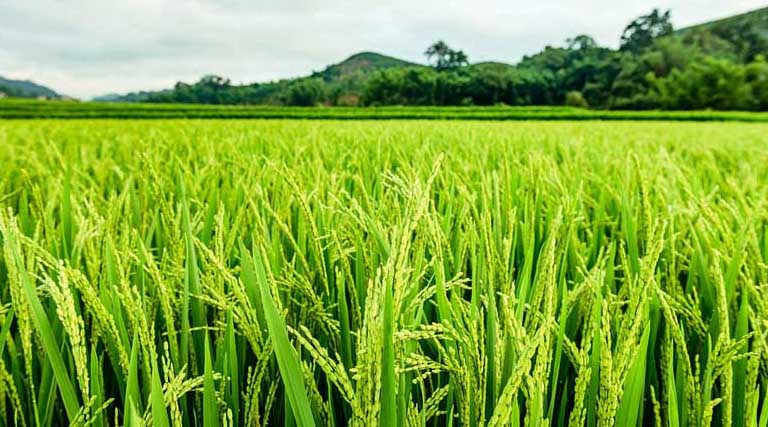 ग्रीष्मकालीन फसलों की बुवाई में सुस्ती: 49.87 लाख हेक्टेयर हुआ कुल रकबा; धान और मक्का में कमी, दलहन ने बढ़त दिखाई