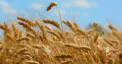 किसानों के लिए जरूरी सूचना: मध्यप्रदेश में MSP पर गेहूं खरीदी की नई तारीख घोषित, जानें नई डेट और पूरा अपडेट