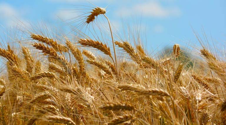 किसानों के लिए जरूरी सूचना: मध्यप्रदेश में MSP पर गेहूं खरीदी की नई तारीख घोषित, जानें नई डेट और पूरा अपडेट