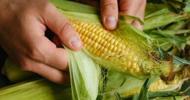 मक्का मंडी रेट (29 मार्च 2026)