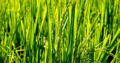 धान मंडी रेट (05 मार्च 2026)