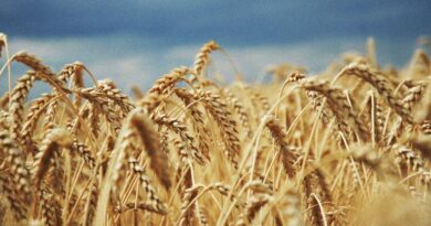 गेहूँ मंडी रेट (29 मार्च 2026) गेहूँ मंडी रेट (29 मार्च 2026)