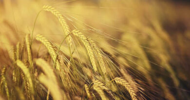 Wheat Mandi Rate: उत्तर प्रदेश में 7 मार्च को 2,200 से 2,625 रुपये प्रति क्विंटल तक बिका गेहूं, देखिए आज के ताजा भाव  