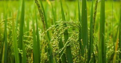 सीधी बुवाई तकनीक से अनूपपुर के फत्तेलाल की आय में हुआ इजाफा