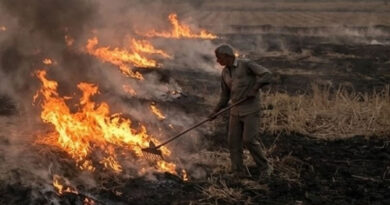 गेहूं की नरवाई जलाने से बचें, मिट्टी में मिलाने से फसल होगी लाभकारी: मध्यप्रदेश कृषि विभाग  