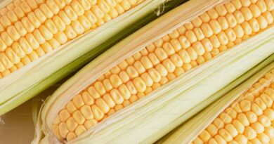 Mp Maize Mandi Rate: 7 मार्च को मध्यप्रदेश में 1,700 रु प्रति क्विंटल तक बिकी मक्का, देखिए आज के ताजा भाव