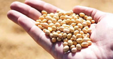 मध्य प्रदेश में 3,200 से 5,500 रुपये के बीच बिका सोयाबीन, राजगढ़ की कुरावर मंडी में रहा सबसे ज्यादा रेट