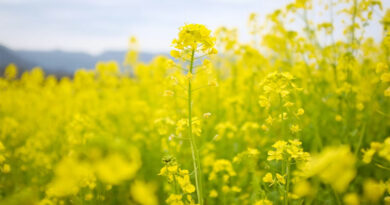 Mustard Mandi Rate: 7 मार्च को राजस्थान में 4,301 से 6,521 रुपये क्विंटल तक बिकी सरसों, देखिए आज के ताजा भाव  