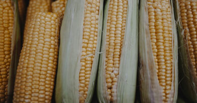 मक्का मंडी रेट (05 मार्च 2026)