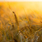 गेहूँ मंडी रेट (05 मार्च 2026)