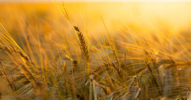 गेहूँ मंडी रेट (05 मार्च 2026) गेहूँ मंडी रेट (05 मार्च 2026)