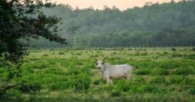 यूपी में गो संरक्षण के लिए सरकार की नई नीति, महिलाओं को भी बनाएंगे भागीदार यूपी में गो संरक्षण के लिए सरकार की नई नीति, महिलाओं को भी बनाएंगे भागीदार