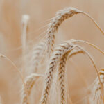 बड़वानी: उपार्जन केंद्रों पर गेहूं की खरीदी 16 मार्च से 5 मई तक