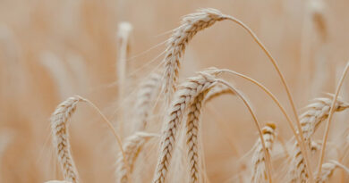 बड़वानी: उपार्जन केंद्रों पर गेहूं की खरीदी 16 मार्च से 5 मई तक