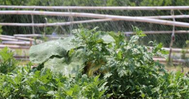 मध्यप्रदेश: ड्रिप सिंचाई व सब्जी उत्पादन से बदला महिला कृषक रुकमणी का जीवन, हर महीने कमा रहा 15 हजार रुपए