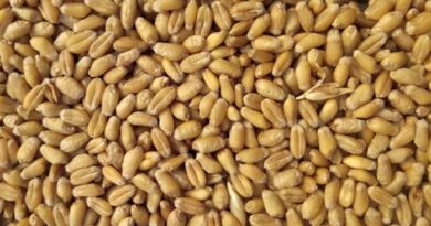 विदिशा जिले में 86 हजार से अधिक किसानों ने कराया पंजीयन, गेहूं के लिए सर्वाधिक रजिस्ट्रेशन