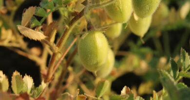 बुरहानपुर: चना फसल का पंजीयन 16 मार्च से पहले  कराएं 