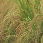 धान मंडी रेट (09 मार्च 2026)