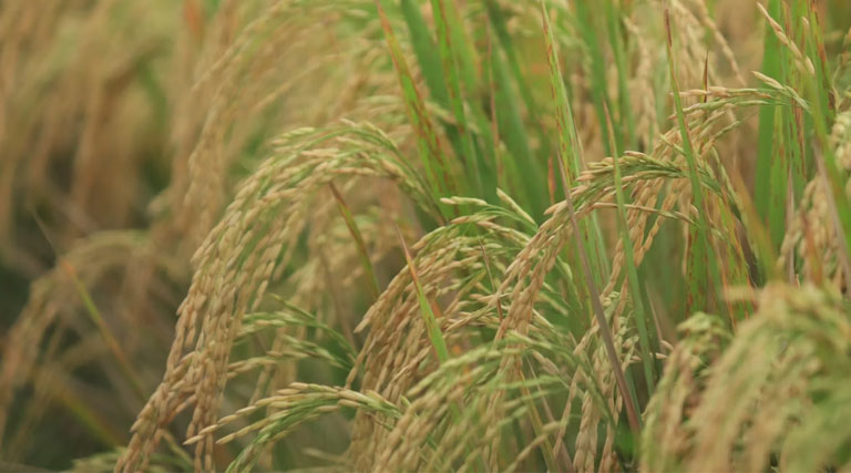 धान मंडी रेट (09 मार्च 2026)