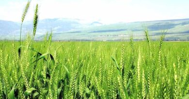 मध्यप्रदेश: रबी विपणन वर्ष 2026-27 के लिए गेहूँ उपार्जन व्यवस्था की निगरानी के लिए मंत्रिमंडलीय समिति गठित