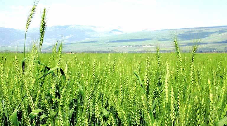 मध्यप्रदेश: रबी विपणन वर्ष 2026-27 के लिए गेहूँ उपार्जन व्यवस्था की निगरानी के लिए मंत्रिमंडलीय समिति गठित