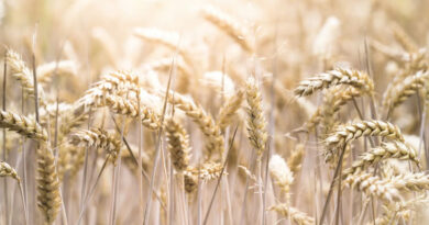 किसानों ध्यान दें: आज आखिरी मौका, समर्थन मूल्य पर गेहूं पंजीकरण 10 मार्च तक  