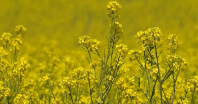 11 मार्च को राजस्थान में 5250 से 6550 रुपये क्विंटल तक बिकी सरसों, बारां और कोटा में रही सबसे ज्यादा आवक