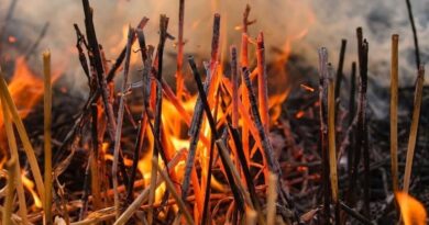 शिवपुरी जिले में नरवाई जलाने पर पूर्ण प्रतिबंध शिवपुरी जिले में नरवाई जलाने पर पूर्ण प्रतिबंध