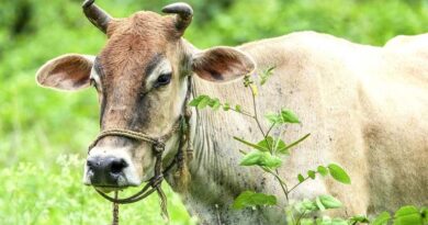 अशोकनगर: पशुचारा के जिले के बाहर निर्यात पर पूर्णतः प्रतिबंध