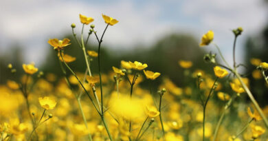 Rajasthan Mustard Mandi Rate: राजस्थान में 6,530 रु प्रति क्विंटल बिकी सरसों, बारां में रिकॉर्ड आवक; देखें 2 मार्च तक के ताजा भाव