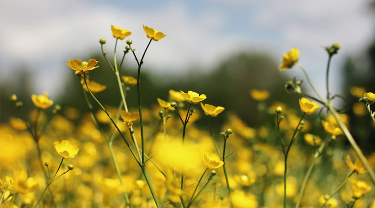 Rajasthan Mustard Mandi Rate: राजस्थान में 6,530 रु प्रति क्विंटल बिकी सरसों, बारां में रिकॉर्ड आवक; देखें 2 मार्च तक के ताजा भाव